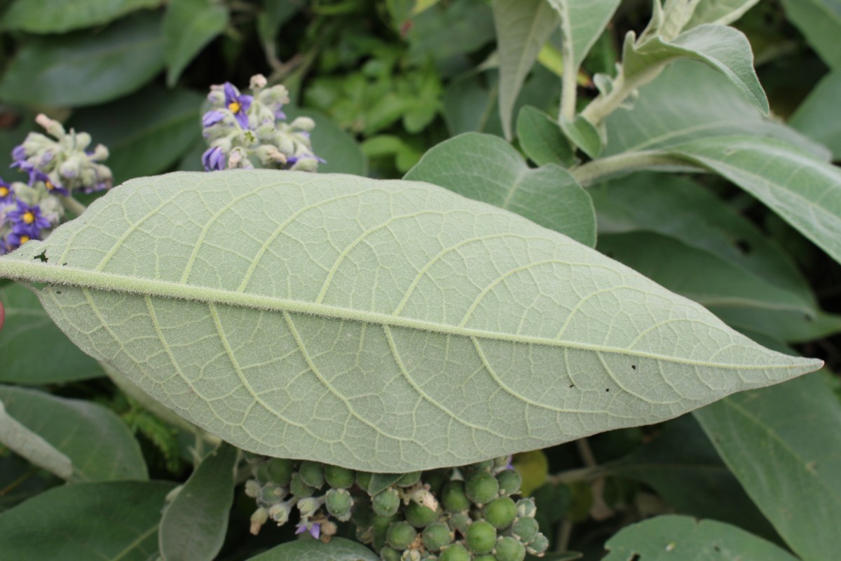 Solanum mauritianum Scop.